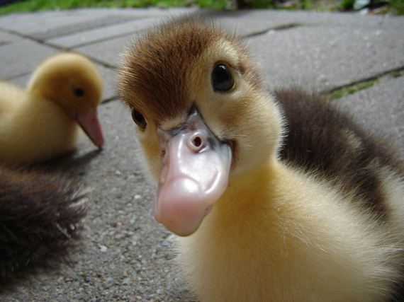 02-Duck-Duck-Goose